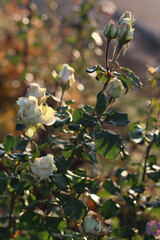 bush with roses in the garden in the evening