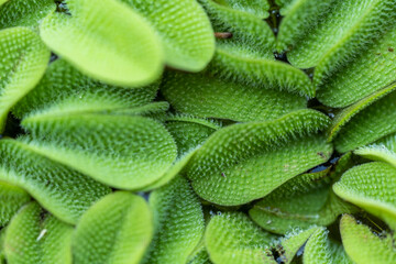 incredibly juicy fluffy bright algae, incredible wildlife