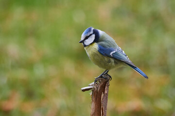 Blaumeise auf einem Ast