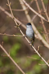 Männchen der Mönchsgrasmücke (Sylvia atricapilla)	

