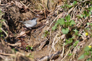 Männchen der Mönchsgrasmücke (Sylvia atricapilla)	
