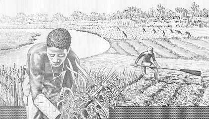 Fieldwork Portrait from Guinea Bissau 5000 Pesos 1993 Banknotes.