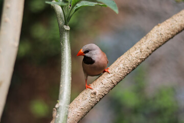 long-tailed finch, little brown bird with orange beak