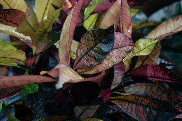 leaves on the ground