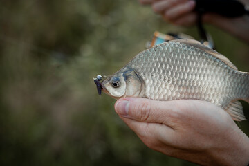 Close-up view of a freshly caught crucian carp fish. fisherman poses with caught fish