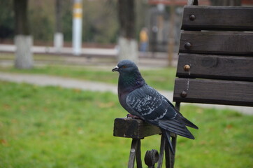 pigeon on the fence