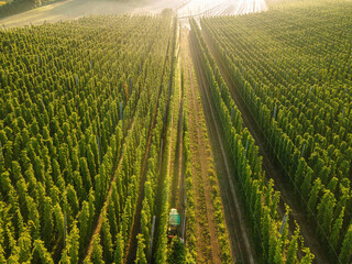 Hop field view from top during harvesting phase with tractor 