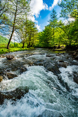 The mountain river flows near the forest and the mountain. Vertical photo. Strong water flow. Ecology