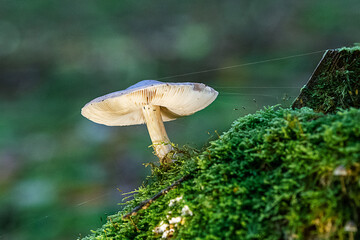 natürlicher, schöner Pilz im Wald