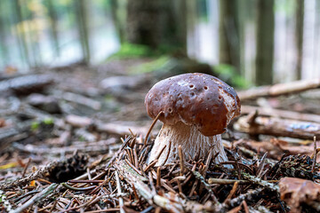 natürlicher, schöner, brauner Pilz im Wald