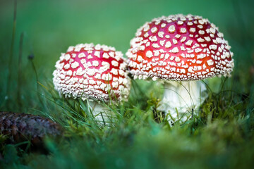 fly agaric mushroom