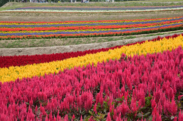 北海道美瑛町の広大な花畑の丘