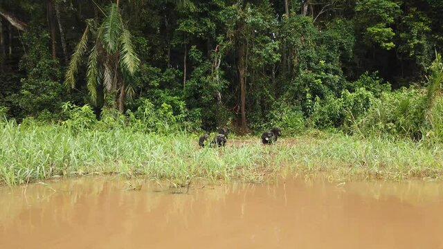 Des chimpanz&eacute;s sur l'ile de Pongo au Cameroun