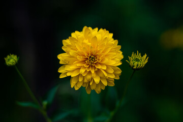 A yellow flower, with many small sharp petals. A yellow flower, with an unusual color and a beautiful background of leaves, blurred and green.