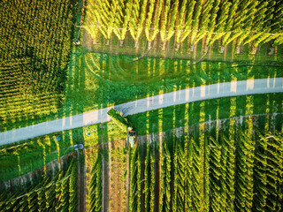 Hop field view from top during harvesting phase with tractor 