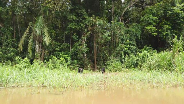 Des chimpanz&eacute;s sur l'ile de Pongo au Cameroun