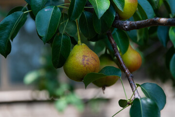 Green and red pears ripen on a branch. Juicy, delicious, organic pears are ripe on a branch and ready for harvesting.