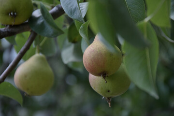 Pears on a branch, among the leaves. Pears ripen on a branch, filling with sweet juice. Healthy, organic sweets.