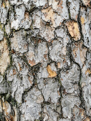 Close-up bark of pine background with copy space
