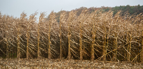 A corn field in fall colors on a foggy morning