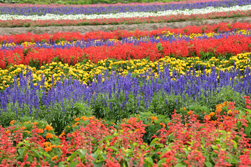 北海道美瑛町の広大な花畑の丘