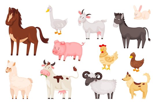 Cartoon cute farm animals and birds, rural domestic livestock. Sheep chicken duck, rabbit, goose, cow, donkey, goat, pig, horse vector set. Farming characters as alpaca and dog isolated