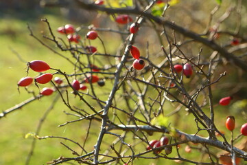 Rosehip grows in the forest