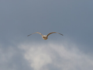 Seagull in flight over the sea from the back.