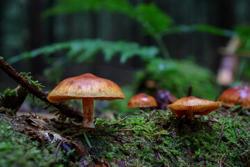Mushrooms on moss in a forest