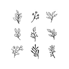 Floral graphic elements vector set. Flowers and plants hand drawn illustrations. Nature ornaments.