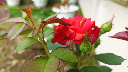 red rose in garden