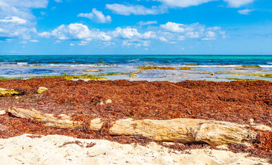 Very disgusting red seaweed sargazo beach Playa del Carmen Mexico.