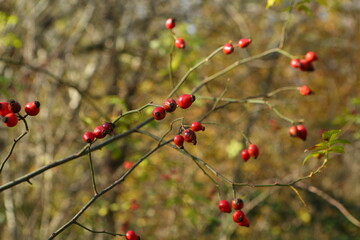Rosehip bushes in lsen forest