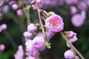 Sakura branch with delicate dense flowers with pink petals and green leaves on a tree in a park on a spring day