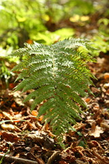 Fern in the autumn forest
