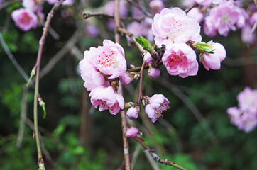 Sakura branch with delicate dense flowers with pink petals and green leaves on a tree in a park on a spring day