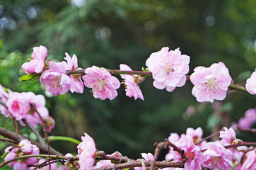 Sakura branch with delicate dense flowers with pink petals and green leaves on a tree in a park on a spring day