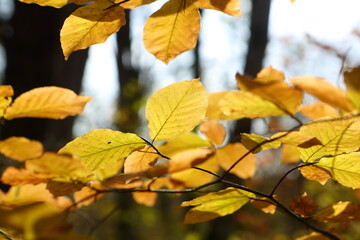 Branches with yellow leaves in the autumn forest