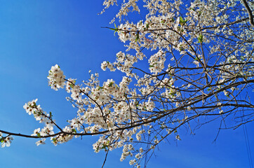 Cherry and cherry flowers with white petals on a branch with green leaves on a sunny spring day