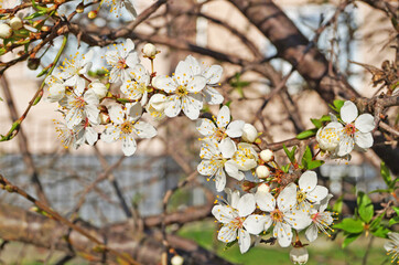 Cherry and cherry flowers with white petals on a branch with green leaves on a sunny spring day