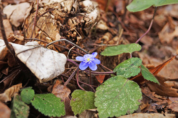 Anemone flowers with delicate blue petals on a bush with green leaves in a meadow on a spring day