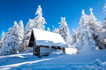 wooden hut in frozen fir forest in Giant mountains during winter