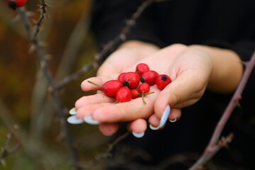 Gathering rose hips in the forest