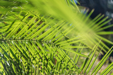 Obraz na płótnie Canvas Green leaves against sun light.