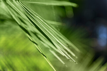 Green leaves against sun light.