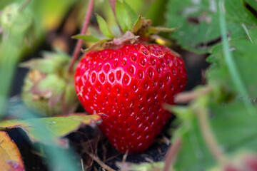 Red strawberry on a summer sunny day macro photography. Ripe red berry of garden strawberry closeup photo in summertime.