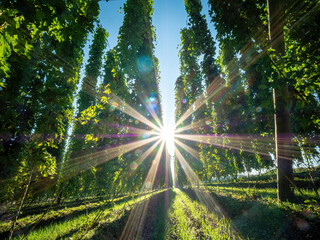 Hop field bottom up view with a sun star between the cone fields 