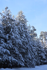 snow covered trees in winter forest