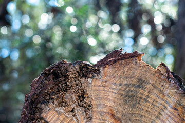 Trunk of a tree in the forest with a blue and green bokeh background ~TIMBERLAND~