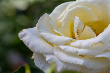 Blooming white rose flower macro photography on a sunny summer day. Garden rose with white petals close-up photo in the summertime. Tender rosa floral background.	